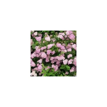 Sazenice Spiraea japonica Little Princes 15/20 cm