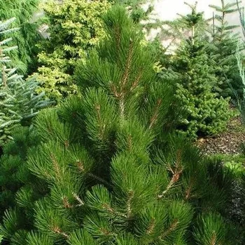 Sazenice Pinus leucodermis Malinki 30/40 cm