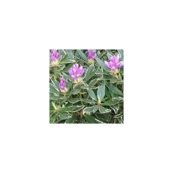 Sazenice Rhododendron ponticum Variegatum 30/40 cm