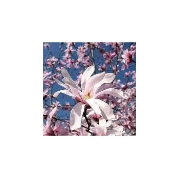 Sazenice Magnolia stellata Rosea 60/80 cm