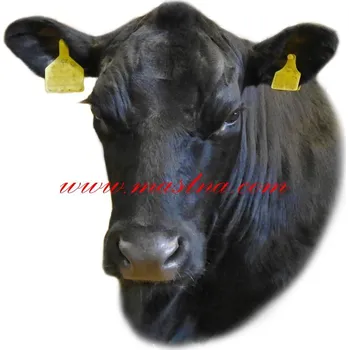 Samolepka skot masný, kráva aberdeen-angus