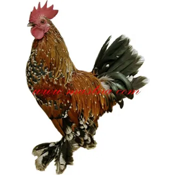 Samolepka kohout zakrslá rousná, slepice, drůbež - archiv