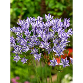 Semeno Triteleia 'Rudy' 5 ks