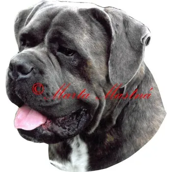 Samolepka cane corso - archiv 99
