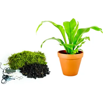 Bytová dekorace Gardners Kokedama "Vyrob si sám" Asplenium Nidus (L) Sleziník, Ptačí hnízdo