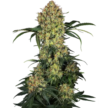 Semeno Sensi Seeds Aloha OG Balení: 3ks