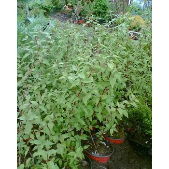 Pustoryl (Philadelphus Erectus)