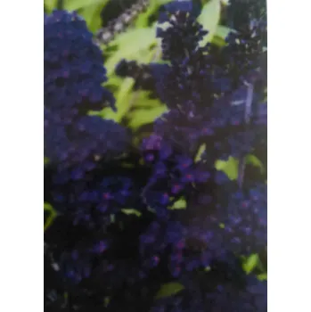 Komule Black Knight (Budleja (buddleja, buddleia)Davidii)