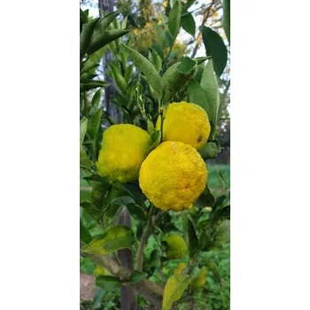 Sazenice Citrus sp. ´Yuzu No3´ (Citrus junos)