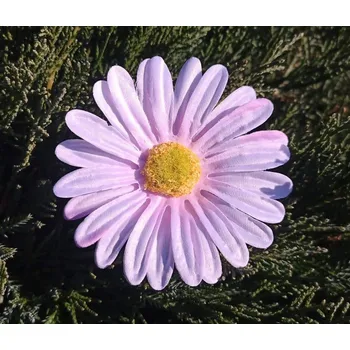 umělá květina Květ kopretina 9 cm růžová