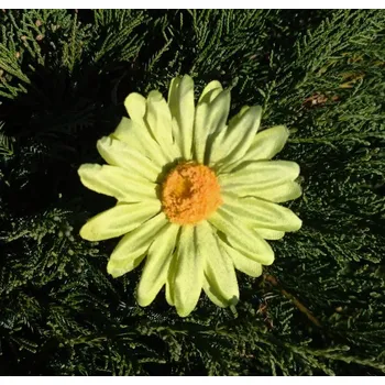 umělá květina Květ kopretina 6 cm zelená