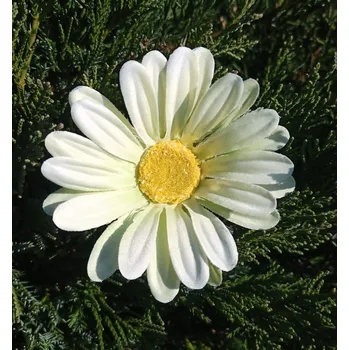 umělá květina Květ kopretina 6 cm smetonová