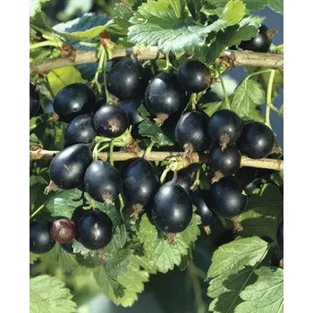 Květináč Josta BIO polokmen FloraSelf Bio Ribes x nidigrolaria cca 140 cm květináč 5 l
