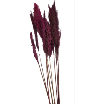 Sušená tráva Pampas grass, 10 ks, 85 - 100 cm, červená