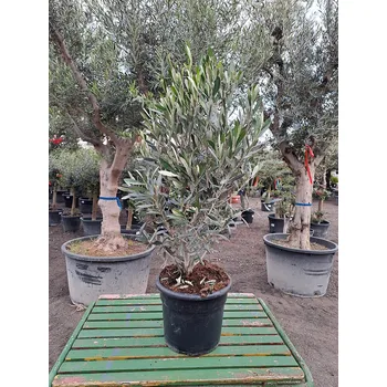 Sazenice Olivovník Evropský - BUSH 7,5Lt