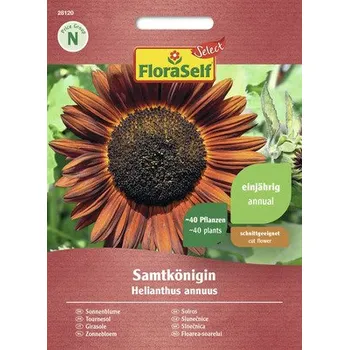 Semeno Slunečnice Sametová královna FloraSelf Select