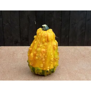 Silikonová forma - Tykev velká prům 70 x 110 mm