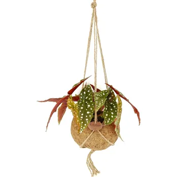 Begonia Maculata (L) Begónie, Andělská křídla