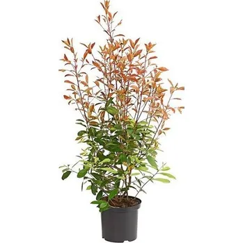 Sazenice Blýskavka Fraserova Red Robin 80-100 cm kontejner