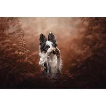 Plakát Plakát, Obraz - Come closer, I'll tell you a secret, Ve Shandor