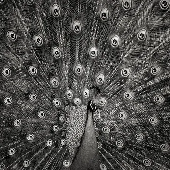 Plakát Plakát, Obraz - Peacock, Christian Meermann