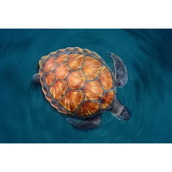 Plakát Plakát, Obraz - Spin Turtle, Sergi Garcia