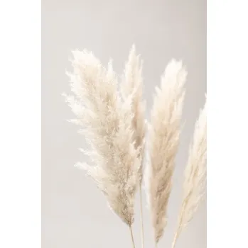 Plakát Plakát, Obraz - Pampas Grass Grey 02, Studio Collection