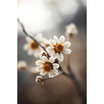 Plakát Plakát, Obraz - Pastel nature macro, Treechild