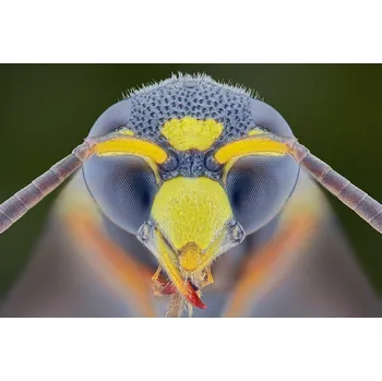 Plakát Plakát, Obraz - Yellow Jacket, Aditya Permana