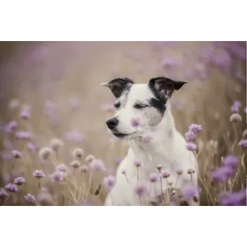 Plakát Plakát, Obraz - Sleeping Beauty, Heike Willers