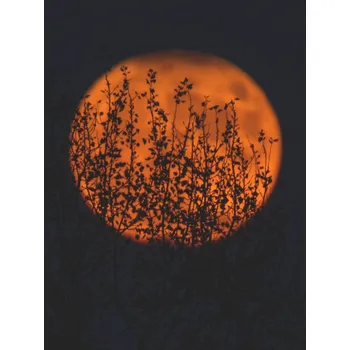 Plakát Plakát, Obraz - sunposter1, Finlay & Noa