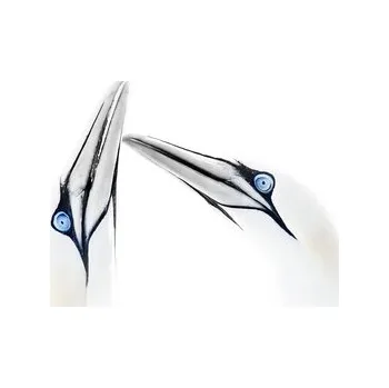 Plakát Plakát, Obraz - Tenderness, Chris Latham