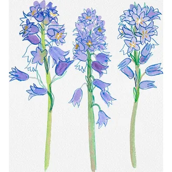 Plakát Plakát, Obraz - Spanish bluebell or Hyacinthoides hispanica botanical illustration, Kata Botanical