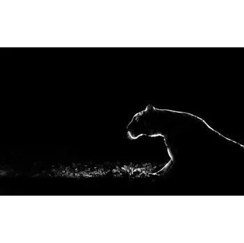 Plakát Plakát, Obraz - Untitled, Tudor	Amot