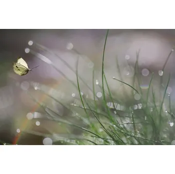 Plakát Plakát, Obraz - Imminent Landing, Anna Cseresnjes