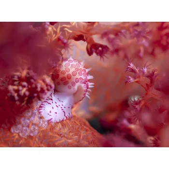 Plakát Plakát, Obraz - Pink Dream, Yaron	Halevy