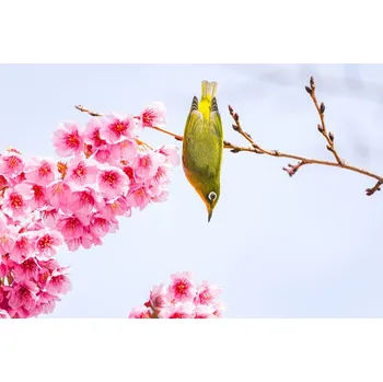 Plakát Plakát, Obraz - Early spring, Fabrizio Daminelli