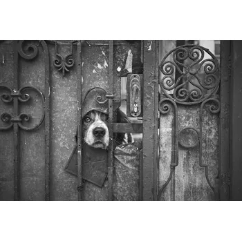 Plakát Plakát, Obraz - Wise Guy, Denis Malciu