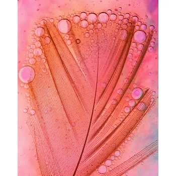 Plakát Plakát, Obraz - Feather, Oil and Water, Ivan Lesica