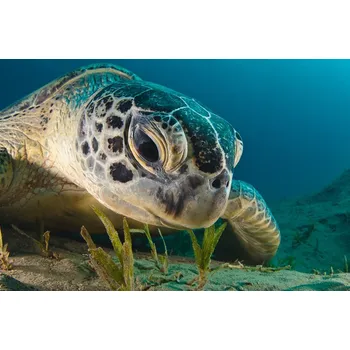 Plakát Plakát, Obraz - Gaze, Dmitry Marchenko