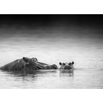 Plakát Plakát, Obraz - Eye level, Jaco Marx