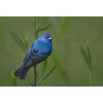 Plakát Plakát, Obraz - Mood Indigo, Greg Barsh