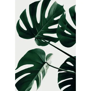 Plakát Plakát, Obraz - Monstera Natural 43, Studio Collection