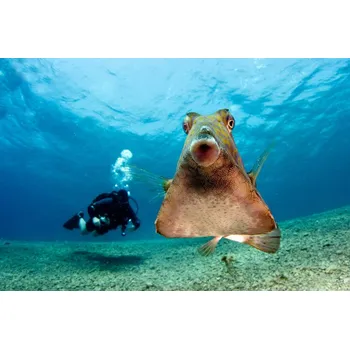 Plakát Plakát, Obraz - Beauty and the beast, Ilan Ben Tov