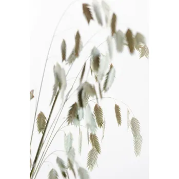 Plakát Plakát, Obraz - Dried Grass natural, Studio Collection