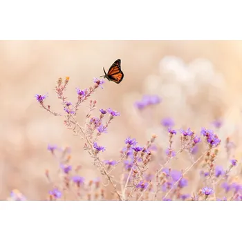 Plakát Plakát, Obraz - Winter blooming, ZY Zhang