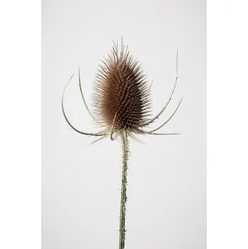 Plakát Plakát, Obraz - Dried_004, Studio Collection