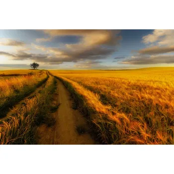 Plakát Plakát, Obraz - Yellow, Piotr Krol (Bax)