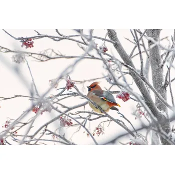 Plakát Plakát, Obraz - Waxwing, Konstantin Selezenev