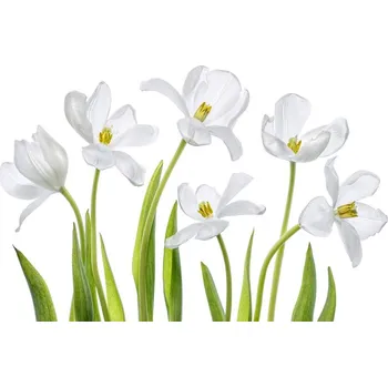 Plakát Plakát, Obraz - White Tulips, Mandy Disher